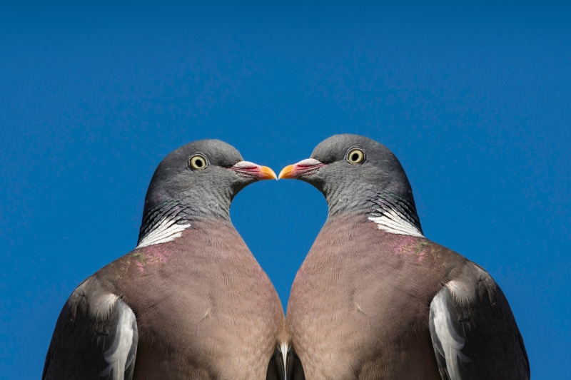 Two pigeons facing each other against blue background