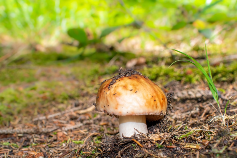 Mushroom in forest floor with bokeh background