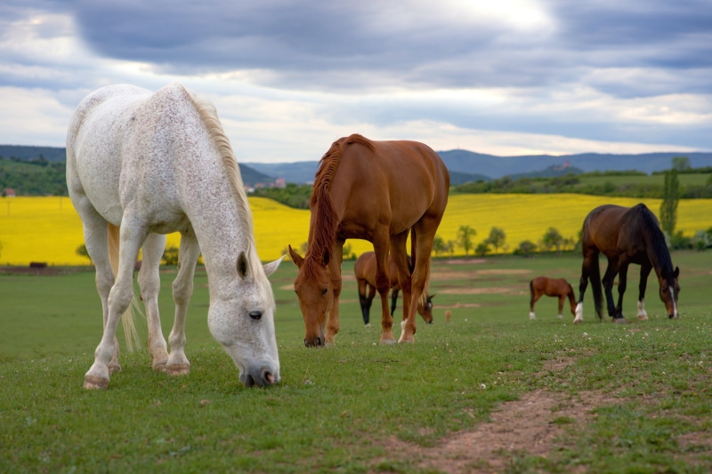 Horses grazing in a field with yellow flowers