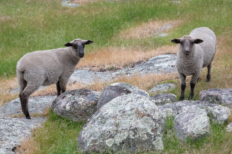 Two sheep standing on rocks and grass