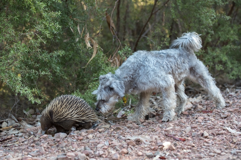 Miniature Schnauzer and Echidna on a rocky path