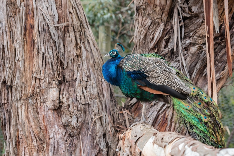 Peacock perched on a tree branch