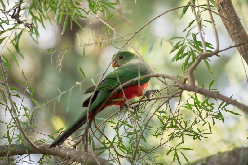 Australian King Parrot perched on a branch