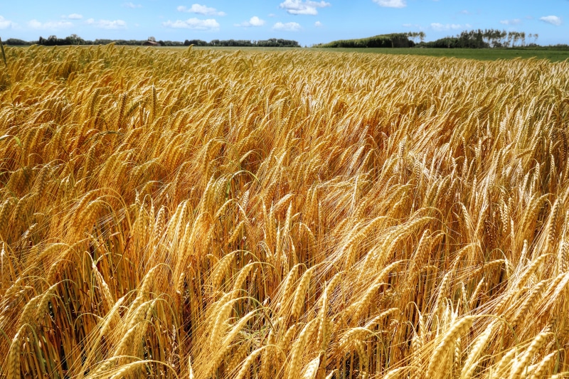 Field of Wheat Under a Blue Sky