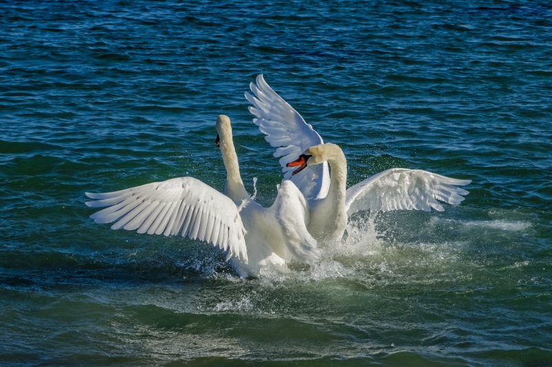 Two swans fighting in the water