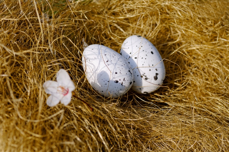 Two speckled eggs in a nest with a flower