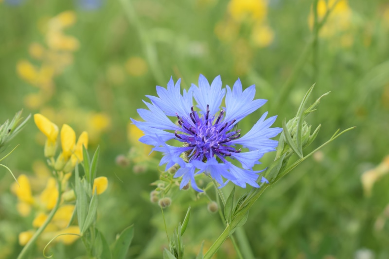 Cornflowers in a Field with Bokeh