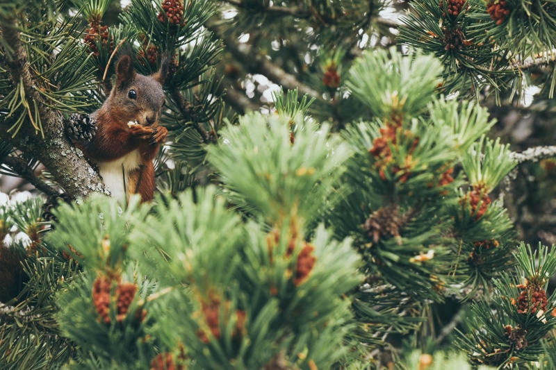 Squirrel eating on a pine tree branch