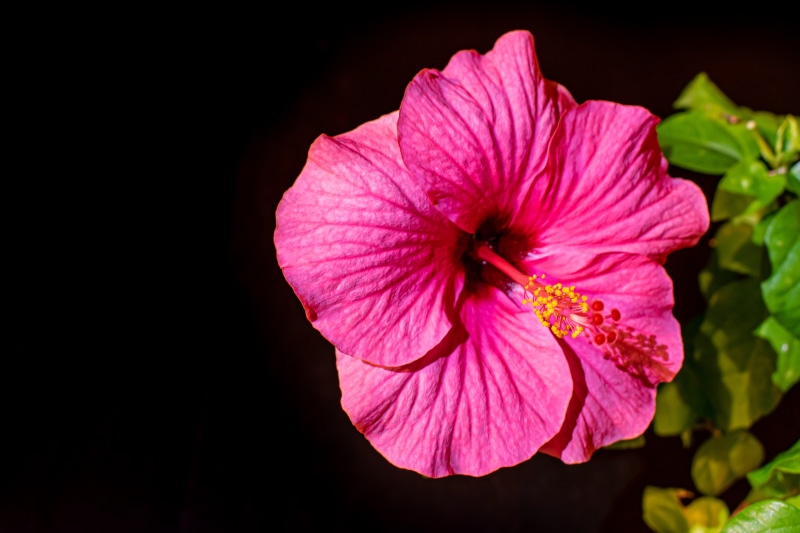 Pink Hibiscus Flower