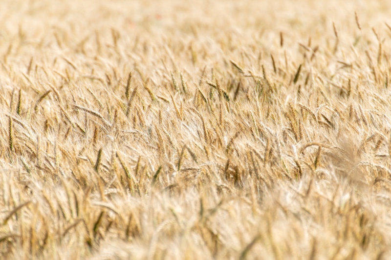 Field of Wheat with Bokeh