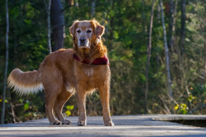 Golden Retriever dog wearing a bandana in a forest