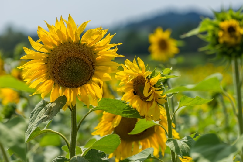 Field of Sunflowers with Bokeh