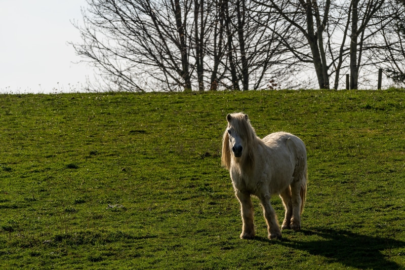 4K Pony on a Grassy Hill