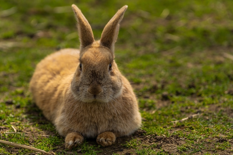 Brown rabbit lying down in grass