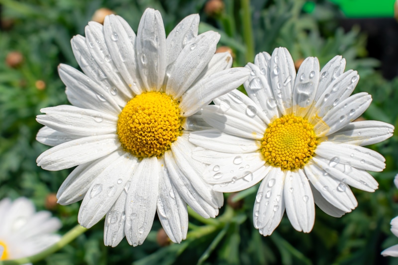Two white daisies with water drops