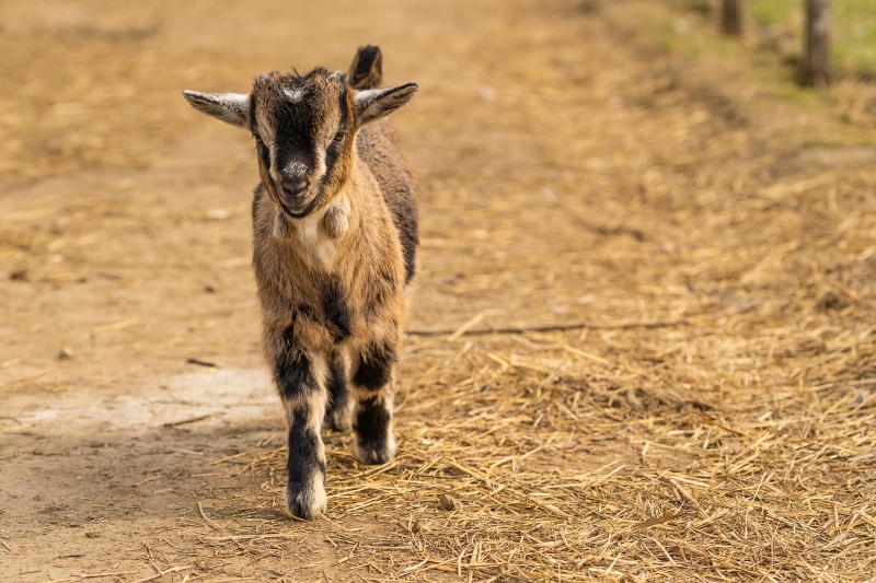 Baby Goat Walking on Straw