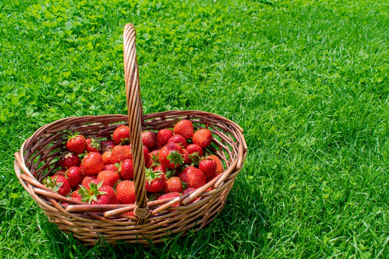 Strawberries in a wicker basket on grass