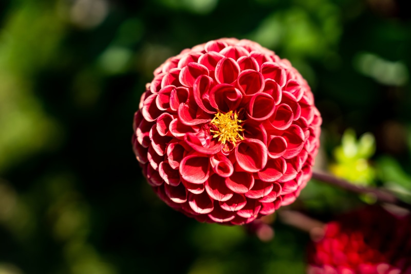 Red Dahlia flower with yellow center and bokeh background