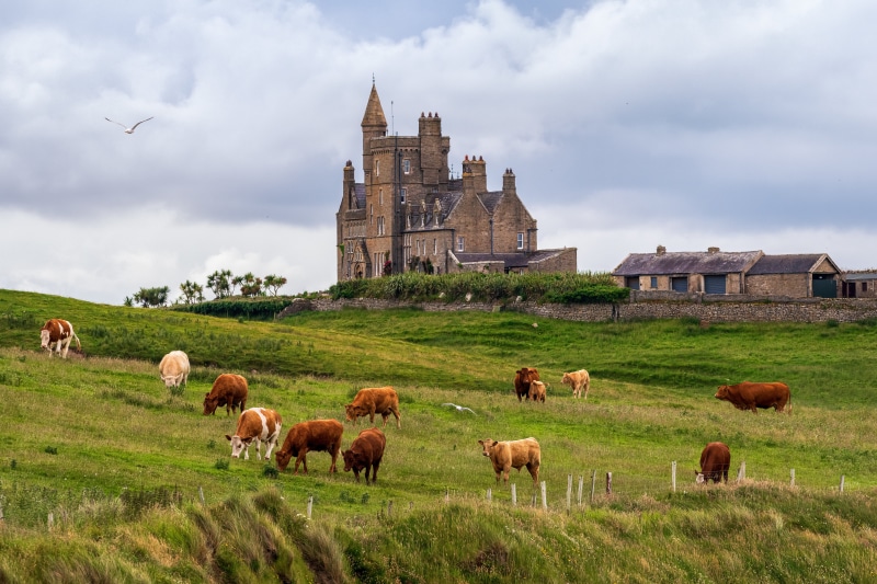 Classiebawn Castle with Cows in Ireland