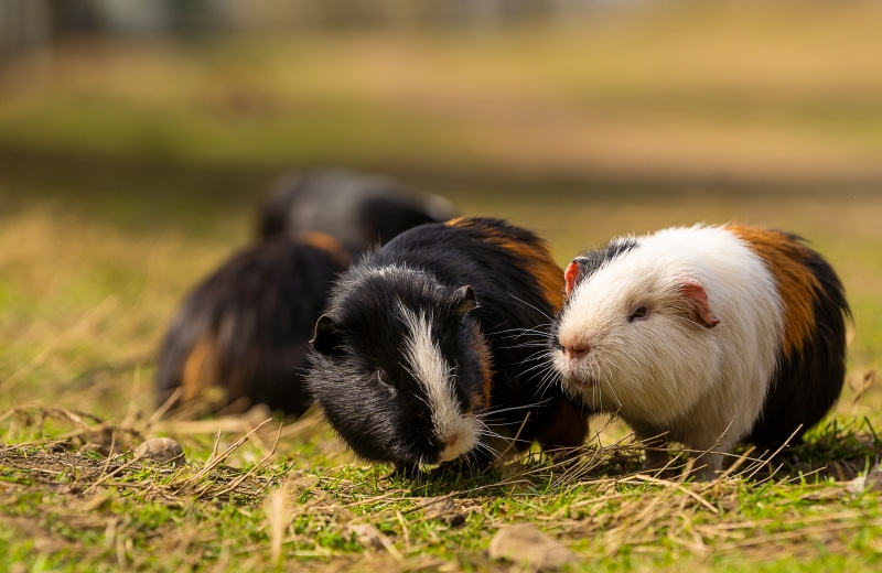 Guinea pigs on grass with bokeh