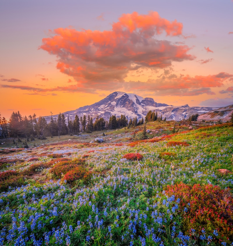 Mount Rainier National Park with Lupines at Sunset