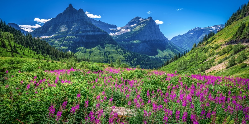 Glacier National Park Mountains with Wildflowers