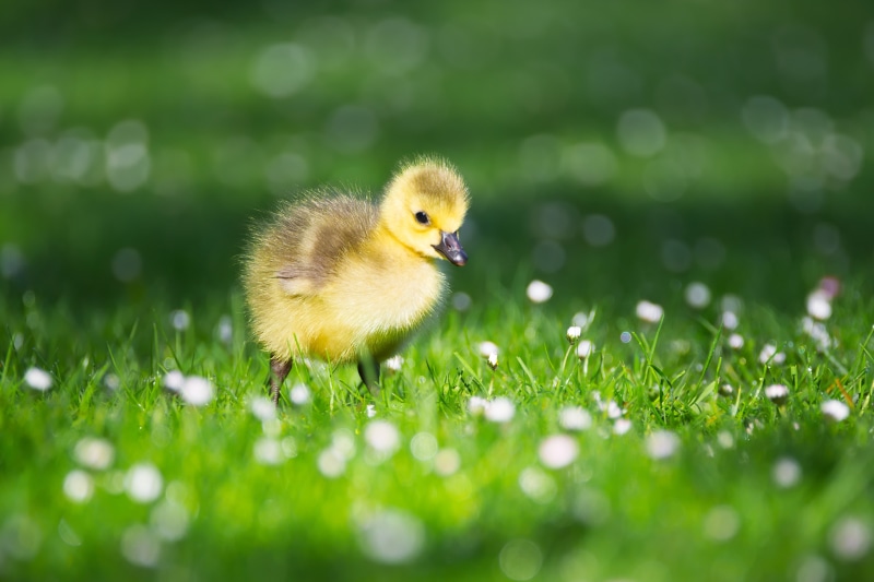 4K Baby Goose in Grass with Bokeh