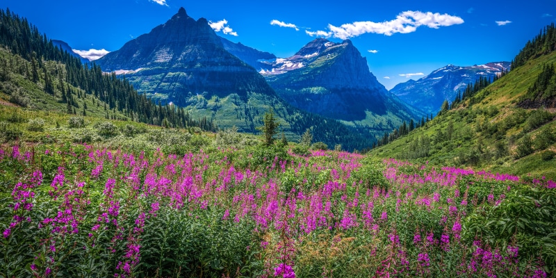 Glacier National Park Mountains Panorama with Wildflowers
