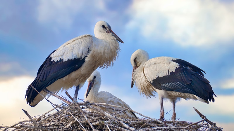 Three Storks in a Nest