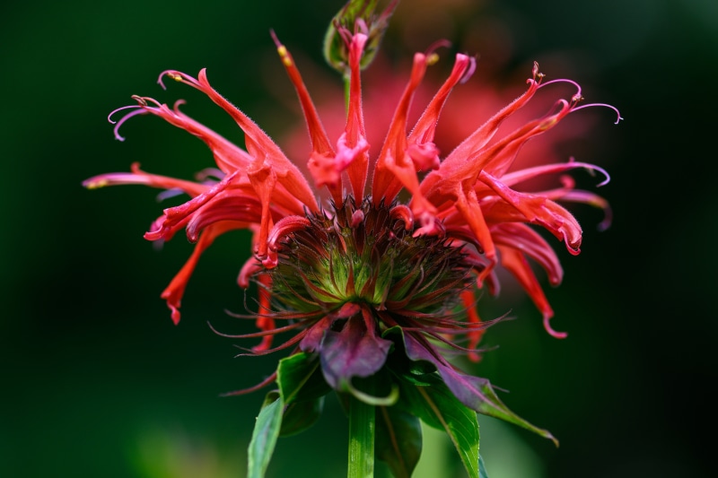 Red Monarda flower closeup with bokeh