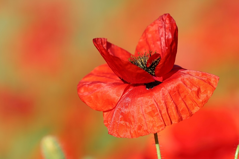 Closeup of a Red Poppy Flower