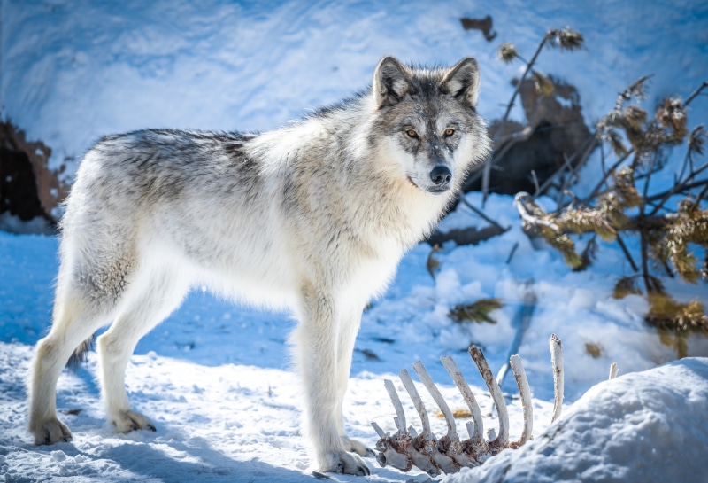 Wolf in Snow with Bones