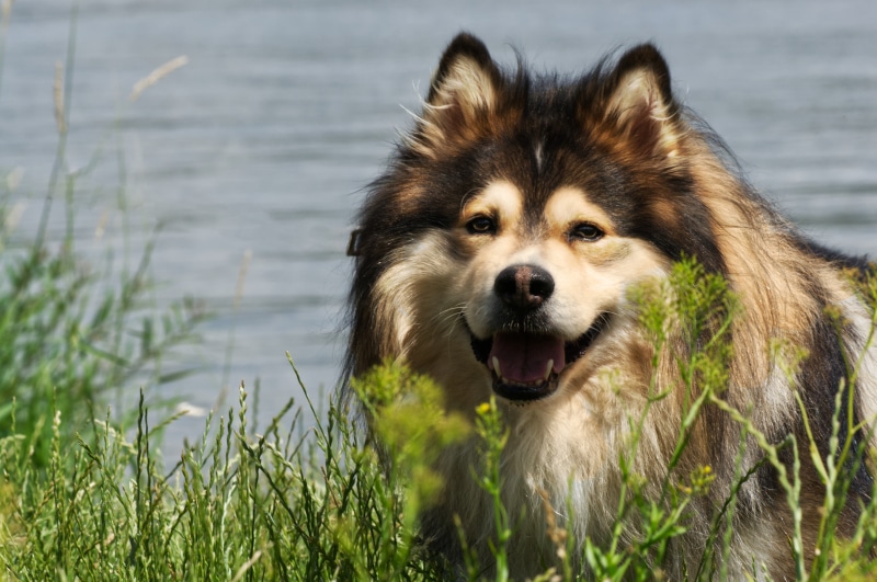 Finnish Lapphund dog in grass by water