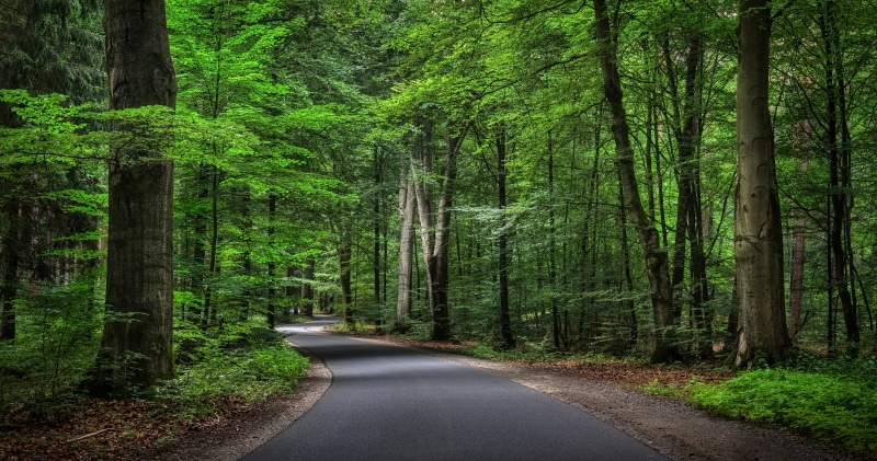 Road through a green forest in Germany
