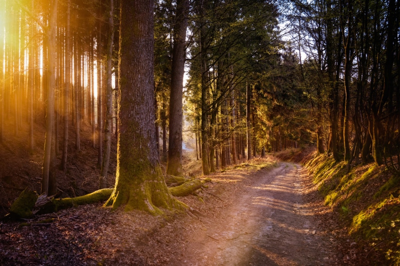 Sunlight filtering through a mossy forest with a dirt road