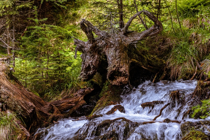 4K Gaal Styria Austria Stream Tree Stump