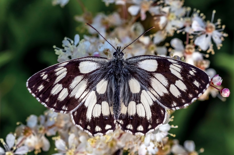 Marbled White butterfly on white flowers