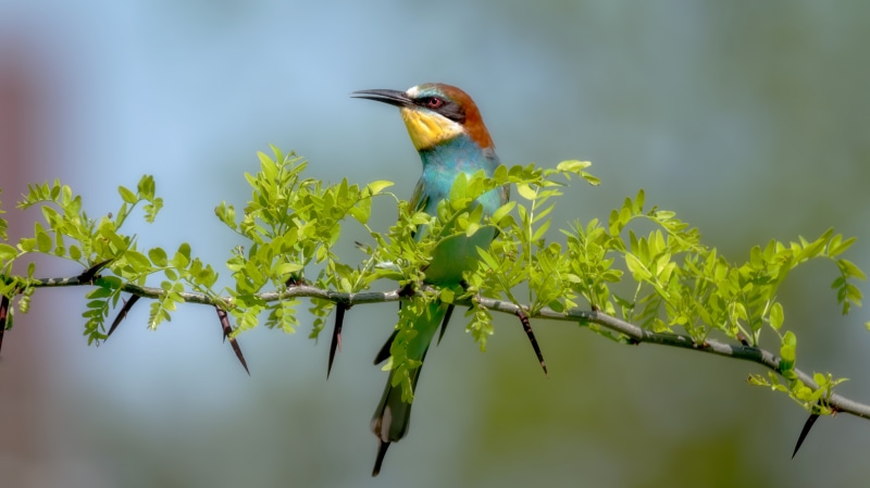 Golden Bee-eater bird on a thorny branch