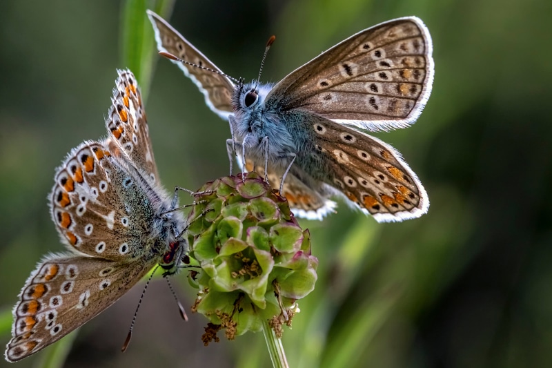 Two Common Blue Butterflies on a Flower