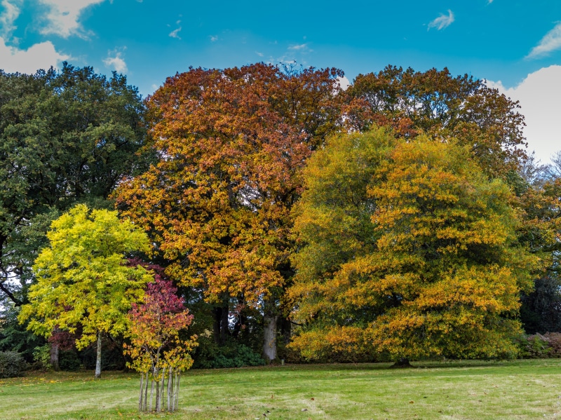 Autumn Trees in Stourton, Wiltshire, United Kingdom