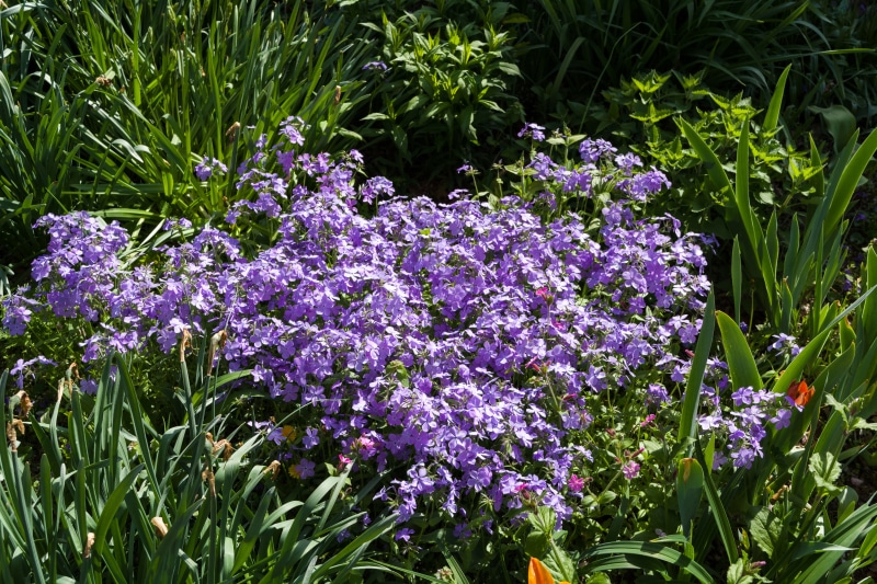 Many Violet Phlox Flowers in Garden
