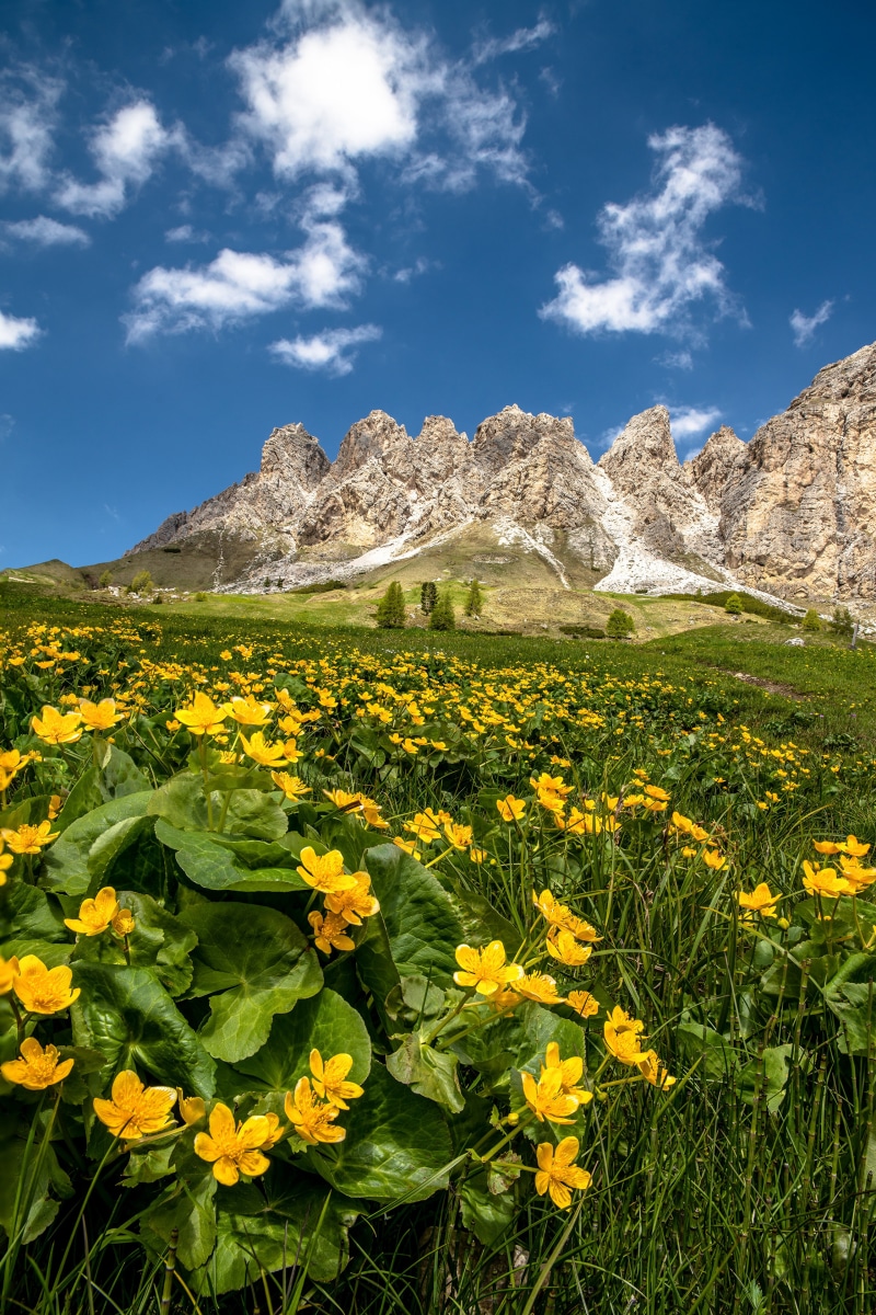 Meadow of yellow flowers with Dolomites mountains in South Tyrol, Italy