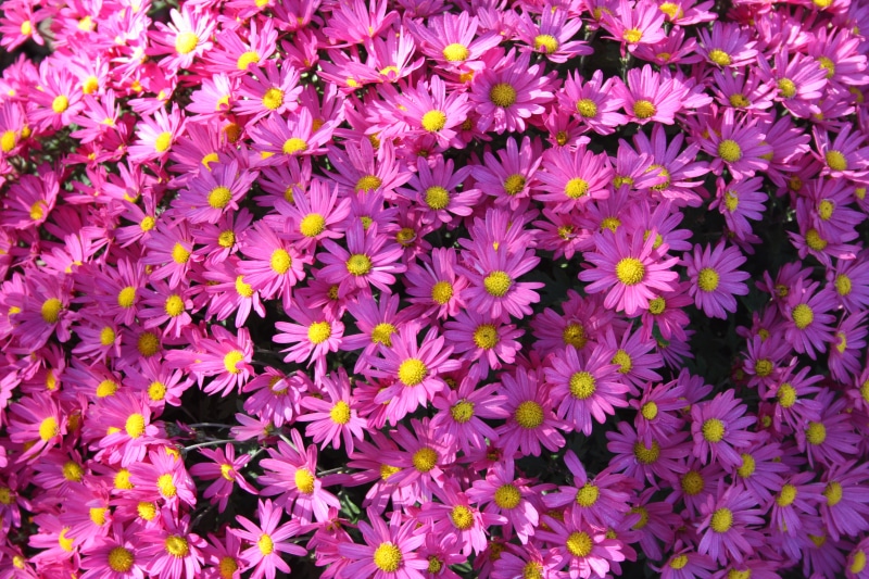 Many Violet Asters