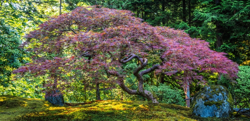 Japanese Maple Tree in Portland Japanese Garden