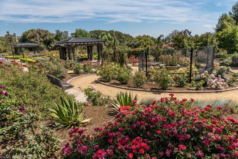 Rose Garden at South Coast Botanic Garden, California