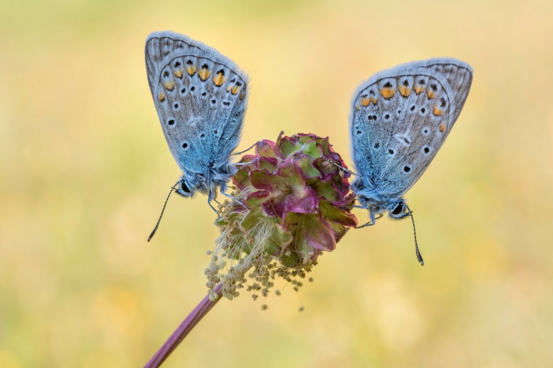 Two Common Blue Butterflies on a Flower