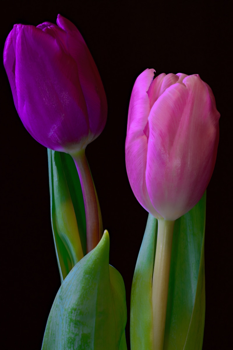 Two tulips on a black background