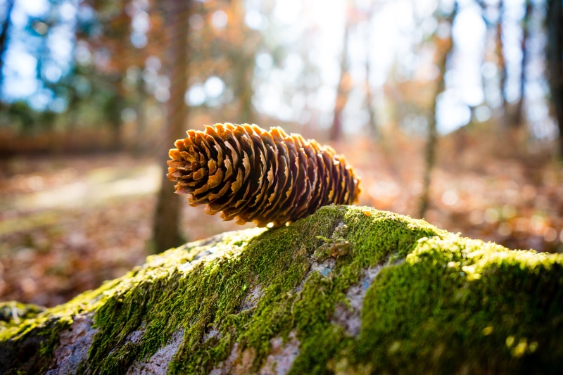 Pine cone on mossy rock in forest