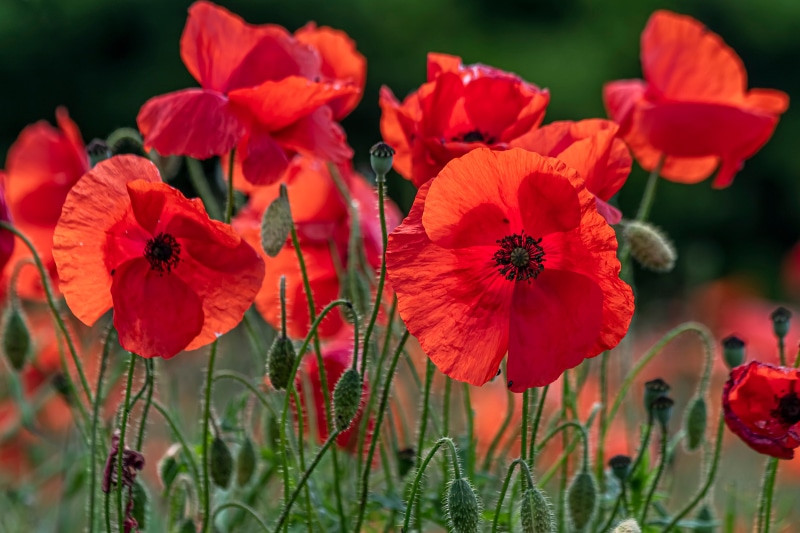 Field of Red Poppies in Sunlight