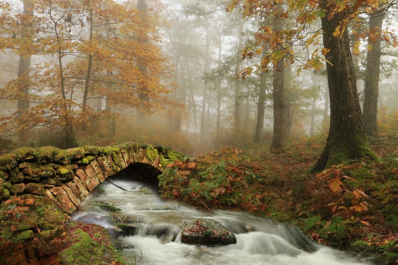 Autumn Forest with Stone Bridge and River in Fog